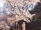  A Japanese couple wearing face masks admires sakura in Shinjuku Gyoen National Park