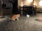 Enjoying fika with some cats!