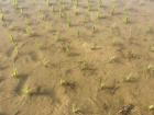 Young rice field