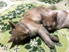 My friend's cats