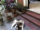 A street dog