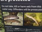 Traditionally, eel was a popular item of trade for Māori people