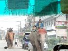 Cars, bikes and Elephants share the street in Nepal