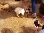 Farms with baby goats are everywhere at this time of year