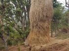 This is a very tall hay-stack on the side of a steep hill