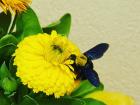 This honeybee was the size of a small bird, but it was still fluffy and adorable as it "bumbled" from flower to flower