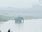 I watched this elephant take baths everyday in the river near my hotel in Sauraha