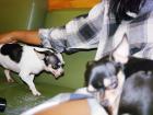 Animal cafes are very popular in Korea, and I visited many dog cafes