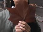 The largest leaf I've ever seen!