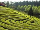 A farm growing green tea, an essential in Korea (Google Images)
