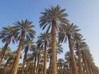 The dates are picked from these tall palm trees harvested by kibbutz members of Ktura
