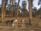 The donkeys I would typically see at the date palms