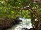A beach in Puerto Rico with mangroves bordering its shores