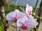 Some orchids from my mom's garden!