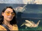 Oceanography Museum and Aquarium in Monaco: Leatherback Sea Turtles Avril and Samy
