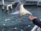 Action shot of a seagull eating right out of my cousin's hand