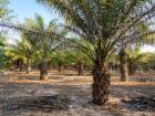 An oil palm tree produces seeded fruits as kernels, and an edible and versatile oil can be extracted from the kernels