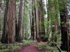 Redwood forests in California are truly breathtaking, and there happens to be one a few hours away from my home
