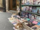 An adorable cat protecting some books in downtown Amman!