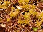 There was Sphagnum moss everywhere! 