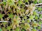 Here is another type of moss, green Sphagnum moss