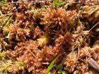 We have many types of Sphagnum mosses in our peatlands