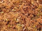 This photo shows Sphagnum moss partially decomposed