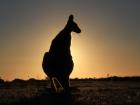 Sunset picture of a juvenile kangaroo taking a break from dinner