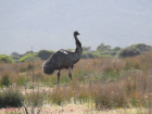 This is a large emu walking in the late morning. They usually walk around when kangaroos are sleeping