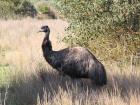 I spotted a large emu in the late morning