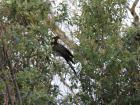 Here it is, the yellow-tailed black cockatoo! This is the first time in two years that I saw one perched on a tree