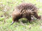A small echidna walking around in late morning. This is one of the only two mammal species that can lay eggs!