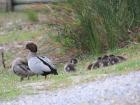 Here is a beautiful family of wood ducks. This was another rare sight on the field 