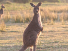 Young kangaroo standing and looking alert as I take a video of him