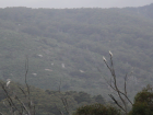 A mid-morning picture of the landscape with cockatoos perched on trees