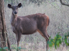Picture of a Sambar Deer (Photo Credit: Unknown)