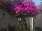 This flower grows all over Mexico but looks especially pretty growing in the Oaxacan courtyards
