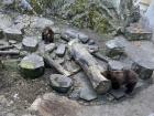 There are bears in the moat of the castle in Český Krumlov and they're so cute!