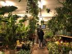 A store overflowing with plants of all shapes and sizes