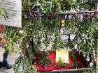 Actual mistletoe on display at the Schlachtezauber Christmas market along the Weser River in Bremen