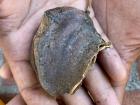 A jacarandá seed...let's pry this stingray shape open!