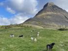 Sheep are an important meat in Icelandic diets
