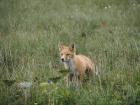 Red foxes, like this one in Alaska, sometimes prey on Arctic foxes