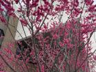 Cherry Blossoms blooming all over campus.