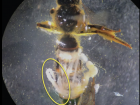 A bee seen through a microscope!