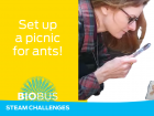 Try this at-home science challenge from BioBus to discover ants in your area