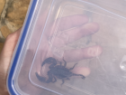 I caught the scorpion! 