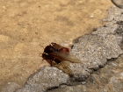 A leafcutter ant queen kicks off her wings to prepare to dig her nest