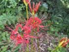 Another picture of the Japanese spider lily, which is associated with death and negative energy