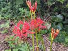 A picture of a spider lily found in the Buddhist Garden on Enoshima island